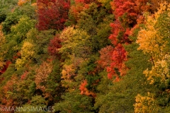 Fall Colors 1