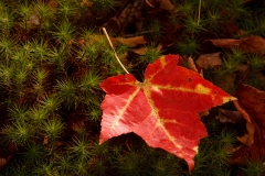 Red Leaf