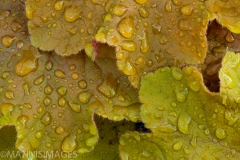 Dew on Leaves