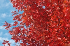 Red and Blue
