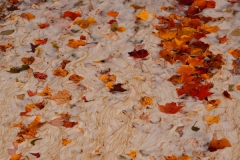 Pond Patterns 2