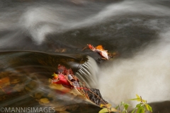 Leaves on Stream
