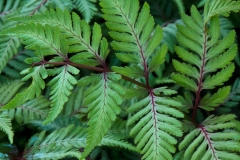 Fern 1
