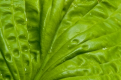 Leaf Closeup 1