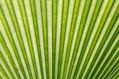 Leaf Closeup 2