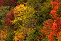 Fall Colors 2