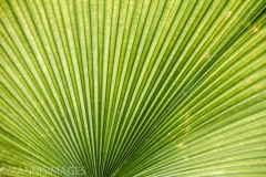 Leaf Closeup 3