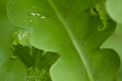 Leaf Closeup 4