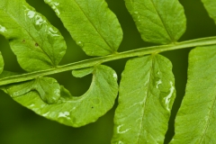 Leaf Closeup 5