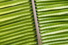 Leaf Closeup 6
