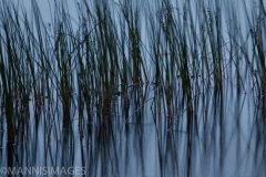 Reeds 1