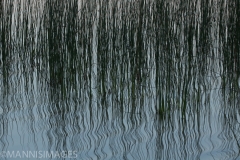 Reeds 2