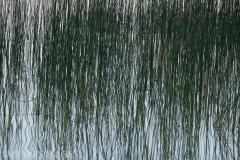 Reeds 3