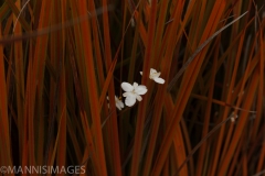 Red Reeds