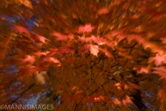 Leaf Blur