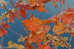 Leaves and Berries