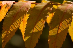 Leaves 1