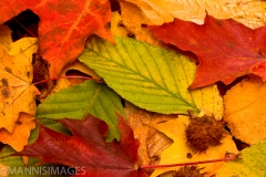 Leaves 2