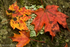 Leaves 3