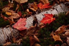 Leaves 4
