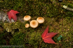 Leaves and Mushrooms