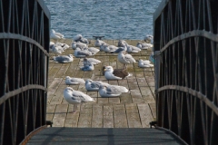 Seagulls on Dock