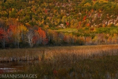 ACADIA FALL 1