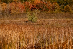 ACADIA FALL 2