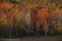 ACADIA FALL 4