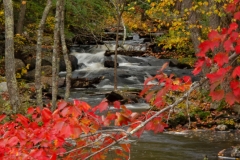 Creek Rapids