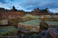 Cadillac Mountain Moss 2