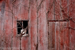 Old Barn 6