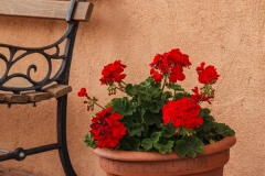 Flower Pot