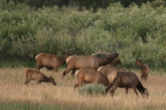 North American