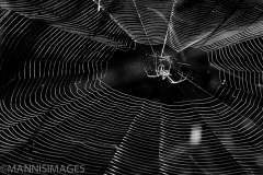 Spider in Web