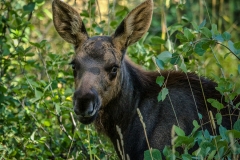 Yearling Moose