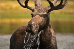 Bull Moose