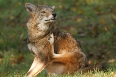 Coyote