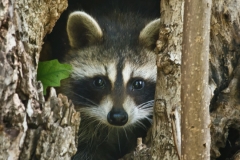 Racoon