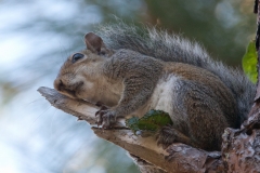 Squirrel