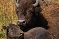 Bison Mom and Calf