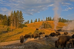 Bison 2