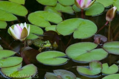 Bull Frog 1