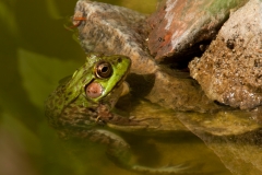 Bull Frog 2