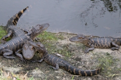 Gators 1