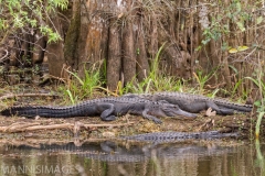 Gators 2