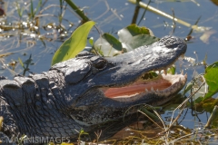 Gator