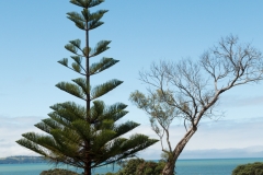 Waitangi
