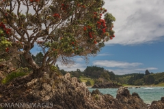 Bay of Islands 1