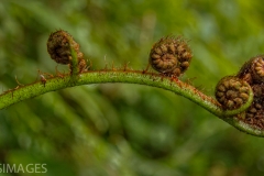 Tree Fern bud